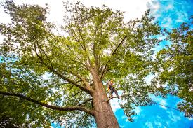 Best Hazardous Tree Removal  in Sweetwater, TN